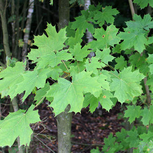 Meet your Posher, Bozena